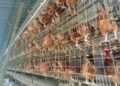 Peternakan ayam di wilayah Kabupaten Serang. (ISTIMEWA)