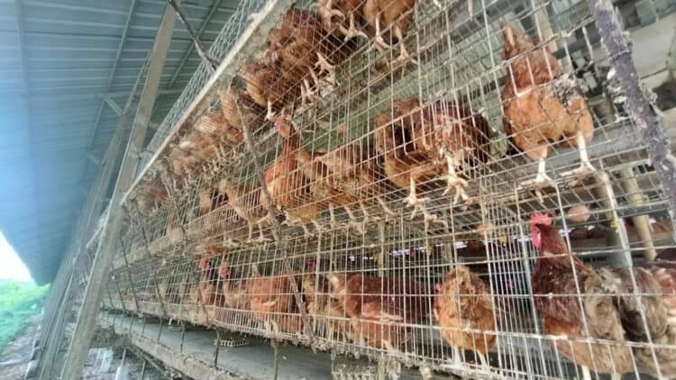 Peternakan ayam di wilayah Kabupaten Serang. (ISTIMEWA)