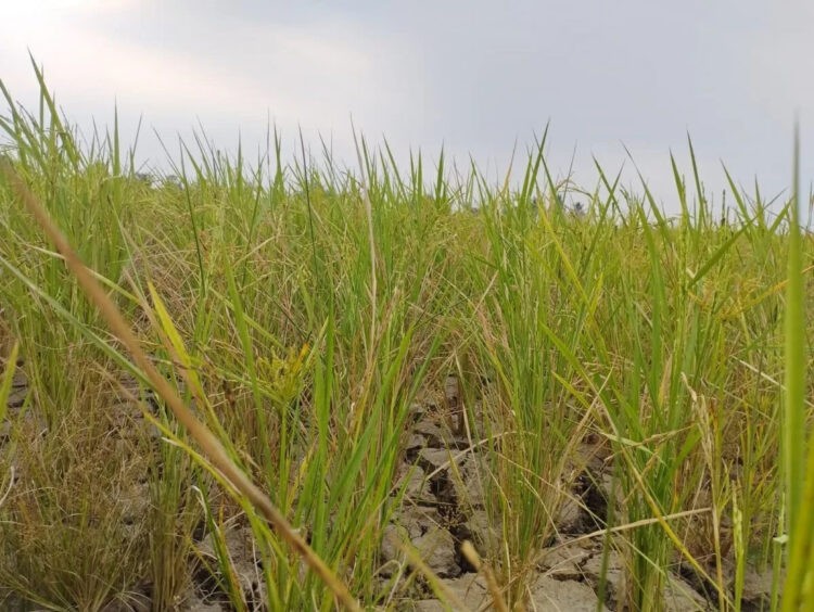 Akibat Kemarau Panjang, 201 Hektare Sawah di Kabupaten Tangerang Terancam Puso