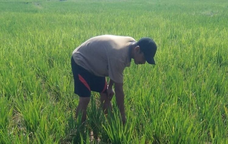Petani di Kecamatan Cikeusik, Kabupaten Pandeglang, memeriksa tanaman padinya. (ISTIMEWA)