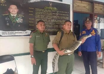 Buaya yang Bikin Heboh Warga Bantaran Sungai di Lebak Ditangkap