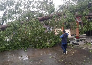 Pohon besar tumbang akibat angin kencang, di wilayah Kecamatan Karang Tanjung, beberapa waktu lalu. (ISTIMEWA)