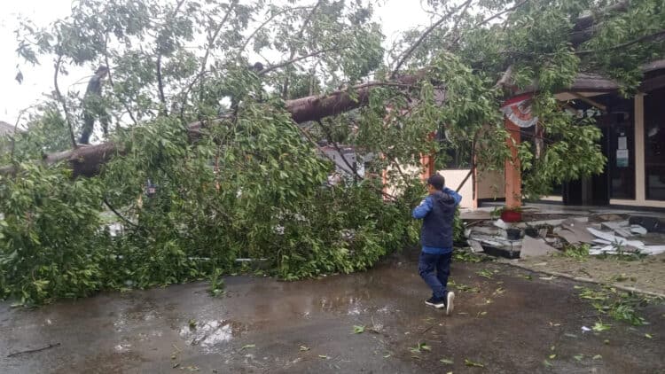 Pohon besar tumbang akibat angin kencang, di wilayah Kecamatan Karang Tanjung, beberapa waktu lalu. (ISTIMEWA)