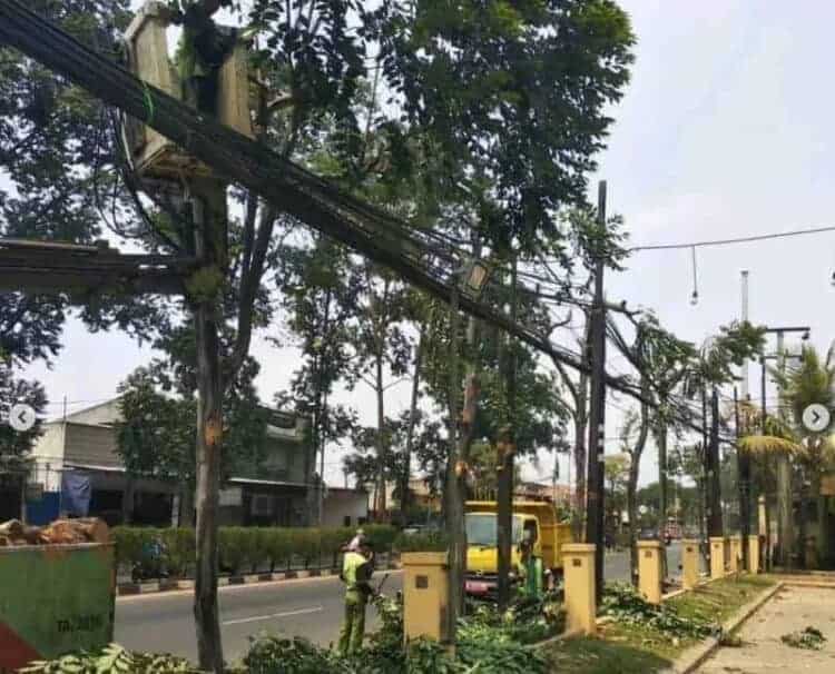 Pohon Beringin Besar Tumbang dan Tutupi Jalan di Lebak, Evakuasi Belasan Jam