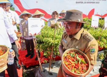 Pj Gubernur Banten Al Muktabar, panen cabai, Rabu (20/12/2023). (LUTFHI/SATELITNEWS.COM)