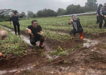 Pj Gubernur Banten Al Muktabar, panen bawang merah dan rambutan, Jumat (19/1/2024). (ISTIMEWA)