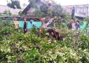 Personel BPBDPK Kabupaten Pandeglang, mengevakuasi pohon tumbang yang menimpa rumah warga di Kecamatan Labuan, Kabupaten Pandeglang, Jumat (19/1/2024). (ISTIMEWA)