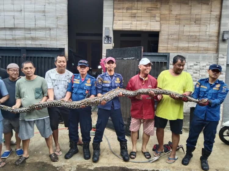 Ular Sanca 4 Meter Mangsa Kucing Bikin Geger Warga Villa Pamulang
