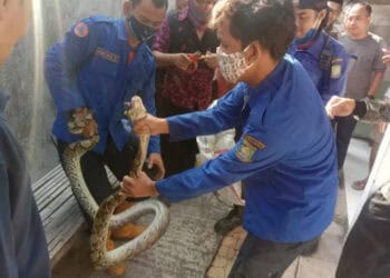 Ngeri...,Ngumpet di Rumah Warga, Ular Sanca 4 Meter Ditangkap