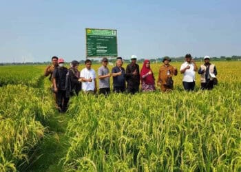 Hamparan lahan persawahan di wilayah Banten. (ISTIMEWA)