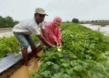 Masyarakat dan perwakilan YPUI, panen Melon di Kampung Tanjung Baru, Desa Panimbang Jaya, Kecamatan Panimbang, Kabupaten Pandeglang. (ISTIMEWA)
