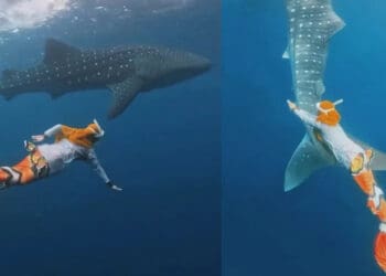 Ria Ricis Berenang dengan Ikan Hiu Paus