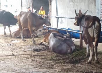 Sapi Kurban dijajakan di wilayah Kecamatan Pandeglang, Kabupaten Pandeglang, Minggu (26/5/2024). (ADIB FAHRIE/SATELITNEWS.COM)