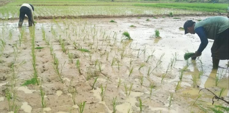 Sejumlah petani di Kecamatan Cikeusik, Kabupaten Pandeglang, mulai menanam padi dimasa usai panen. (ISTIMEWA)