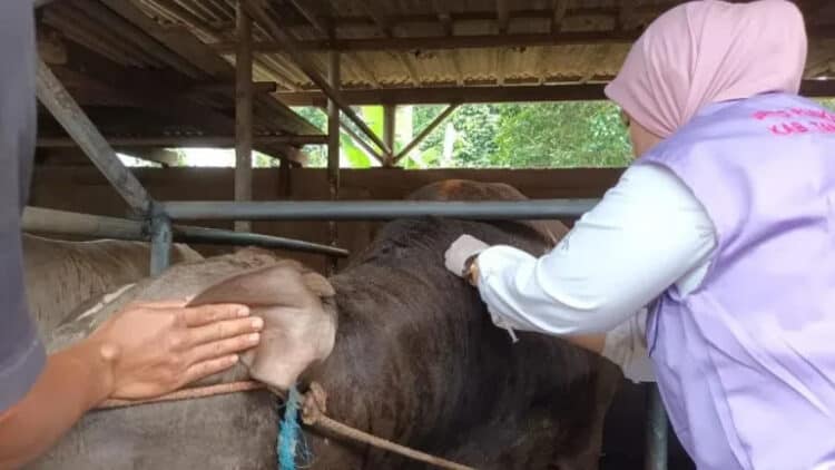 CEK KESEHATAN: Seorang tenaga medis sedang melakukan pengecekan hewan kurban di Kabupaten Tangerang. (DOK/SATELITNEWS)