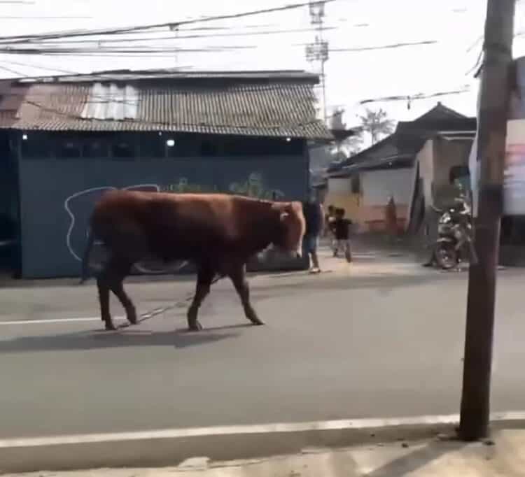 Empat Sapi Kurban Mengamuk di Tangsel, Satu Warga Terluka