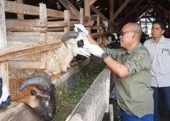 Hewan Kurban di Lebak Dinyatakan Bebas dari PMK