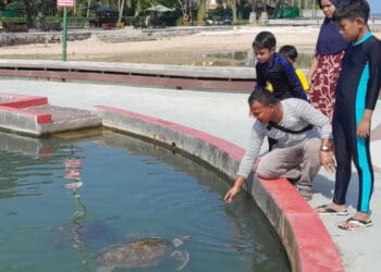 Sejumlah wisatawan, sedang bermain dan menikmati wahana wisata penangkaran Penyu, di kawasan wisata Mutiara Carita Cottage, Kabupaten Pandeglang. (ISTIMEWA)
