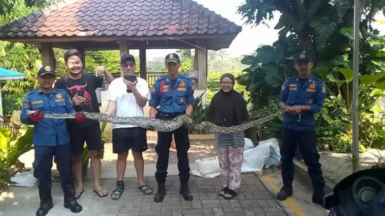 Damkar Tangsel Evakuasi Ular Sanca 4 Meter Dari Rumah Warga di Ciputat