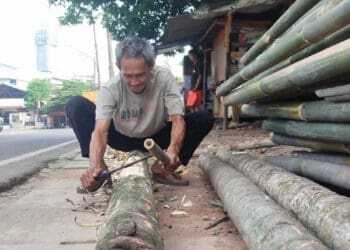 Tahukah Kamu Usia Ideal Pohon Pinang Sebelum Ditebang Untuk Lomba Agustusan?