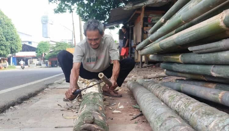 Tahukah Kamu Usia Ideal Pohon Pinang Sebelum Ditebang Untuk Lomba Agustusan?