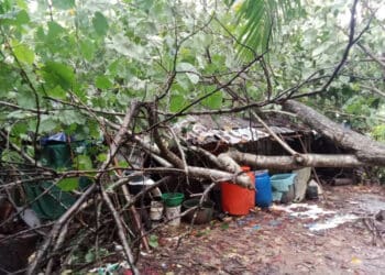 Nasib nahas dialami Mamah (49), warga Kampung Pangalengan RT/RW 001/003, Desa Cimoyan, Kecamatan Patia, Kabupaten Pandeglang. Rumah yang ditinggalinya selama ini, hancur tertimpa pohon Kacapi. (ISTIMEWA)