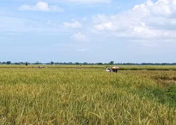 Banten Kekurangan Tenaga Penyuluh Pertanian 