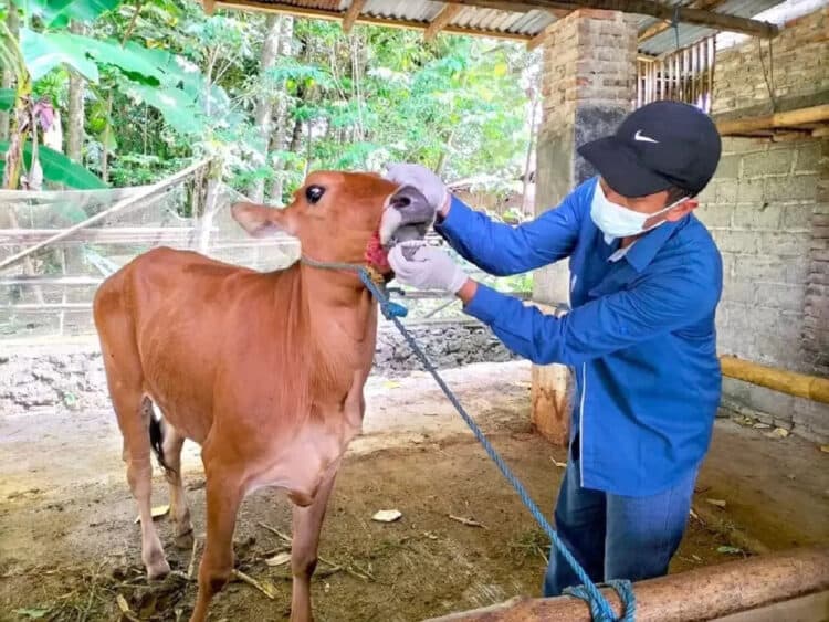 13 Ekor Sapi di Kabupaten Tangerang Diduga Terjangkit PMK