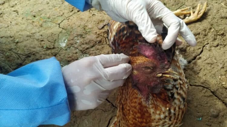 Petugas dari Dinas Pertanian dan Ketahanan Pangan Kabupaten Pandeglang, ambil sampel ayam mati. (DOKUMEN/SATELITNEWS.C0M)