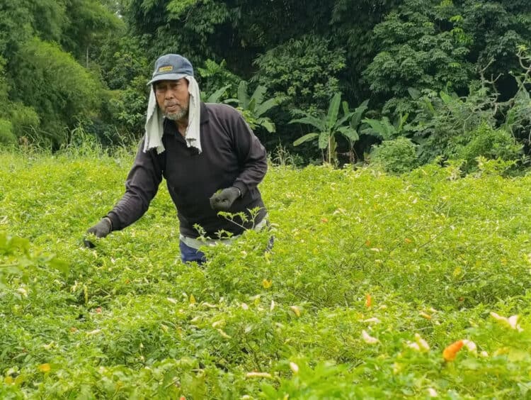 Imbas Cuaca Buruk, Hasil Panen Petani Cabai di Tangsel Anjlok