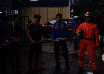 Mangsa Ayam Milik Warga Serpong Utara, Ular Sanca 4 Meter Dievakuasi Damkar