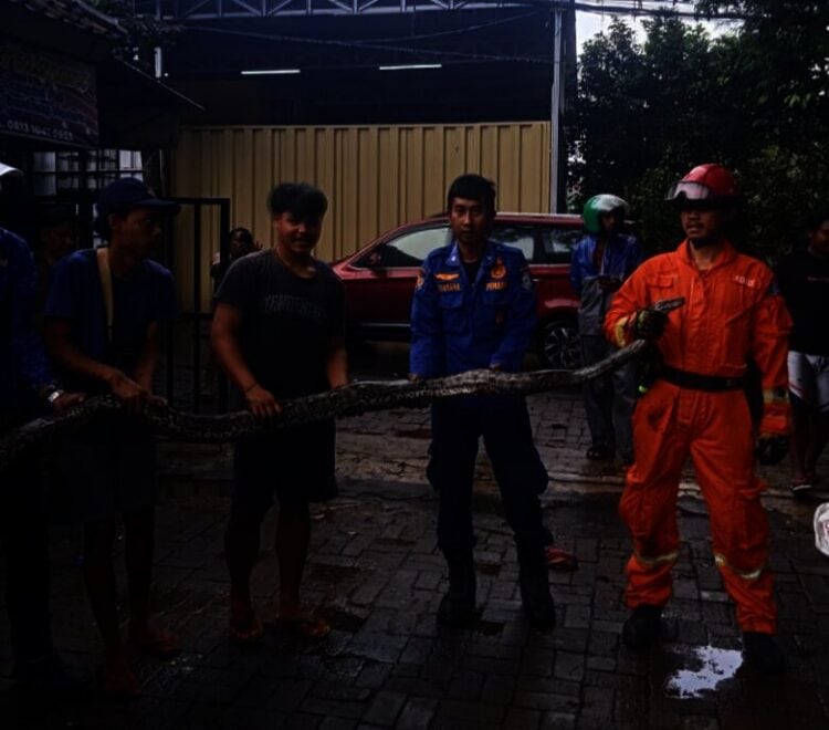 Mangsa Ayam Milik Warga Serpong Utara, Ular Sanca 4 Meter Dievakuasi Damkar