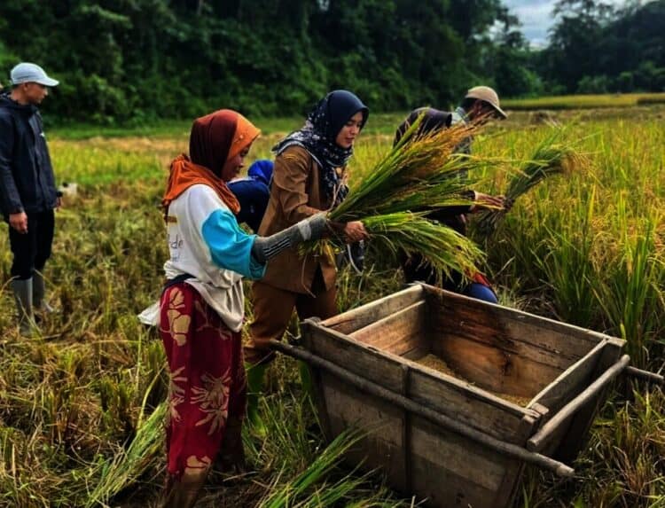 Kebutuhan Beras di Lebak Dijamin Aman Selama Ramadan