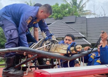 Anak Kecil Nyaris Dimakan Buaya di Pakuhaji Kabupaten Tangerang
