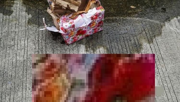 Teror Paket Kepala Babi dan Bangkai Tikus, Pemred Tempo: Kami Tidak Gentar