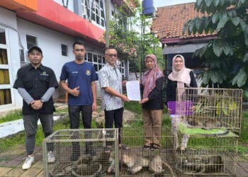 BPBD Kabupaten Tangerang Serahkan 6 Ekor Monyet Hasil Evakuasi ke BKSDA