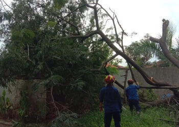 Rumah Warga Tertimpa Pohon Tumbang di Tanah Tinggi