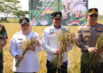 Maesyal-Intan Panen 210.000 Ton Padi di Mauk