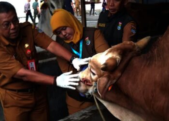 Kebutuhan Hewan Kurban di Kabupten Tangerang Diprediksi Naik 10 Persen