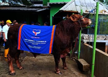 Presiden Prabowo Beli Hewan Kurban Si Batalion di Tangsel Rp 102,5 Juta 