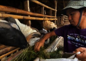 Lulusan Magister, Pemuda Asal Lebak Ini Pilih Berbisnis Kambing dan Domba