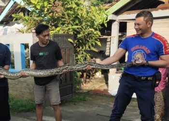 Ular Sanca 5 Meter di Plafon Rumah Warga di Curug Berhasil Ditangkap