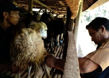 Disnakeswan Hewan Awasi Lalu Lintas Hewan Kurban dari Luar Daerah