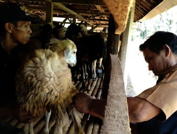 Disnakeswan Hewan Awasi Lalu Lintas Hewan Kurban dari Luar Daerah