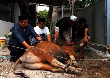 DPKP Kabupaten Tangerang Temukan 1 Kasus Cacing Hati
