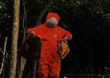 Dramatis, Petugas di Lebak Evakuasi Sarang Lebah Madu Berukuran Jumbo