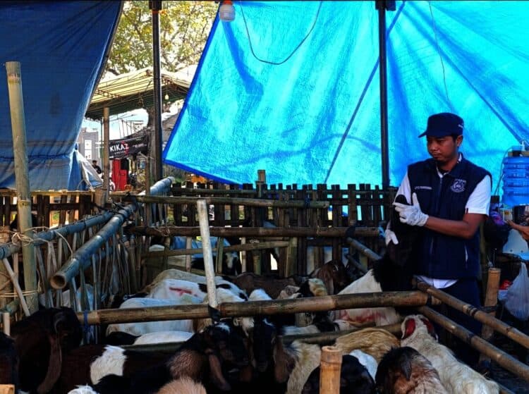 Petugas memeriksa kondisi kesehatan hewan kurban di Tangsel. (EKO SETIAWAN/SATELIT NEWS)