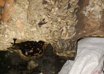 Sarang Tawon Vespa Berhasil Dievakuasi dari Rumah Warga Larangan