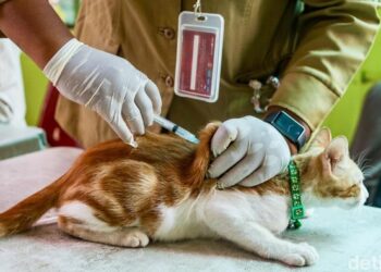program-vaksin-rabies-gratis-untuk-anabul-1756108807390_169