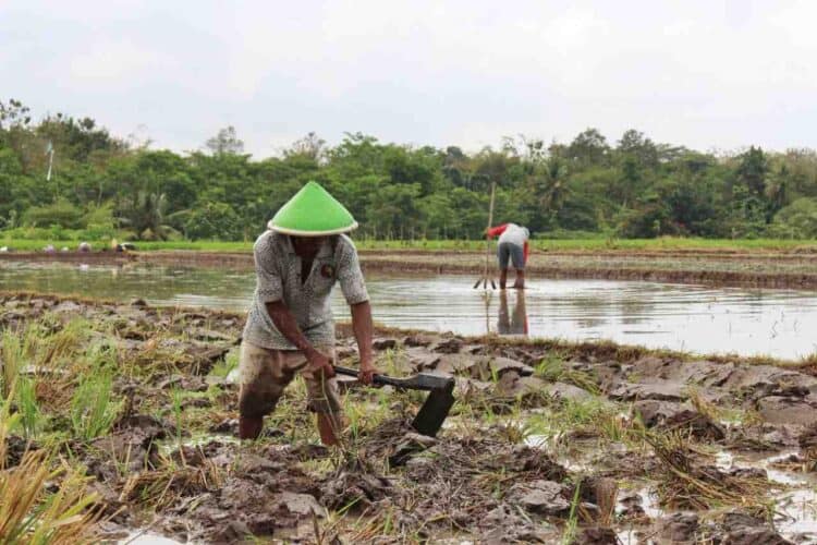 Cegah Gagal Panen, DPKP Kabupaten Tangerang Lakukan Mitigasi